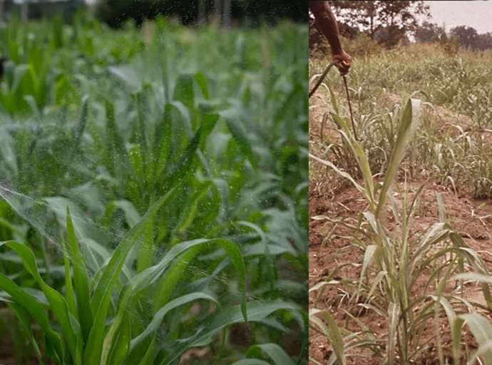 Pesticide Poisoning Crisis in Nigeria